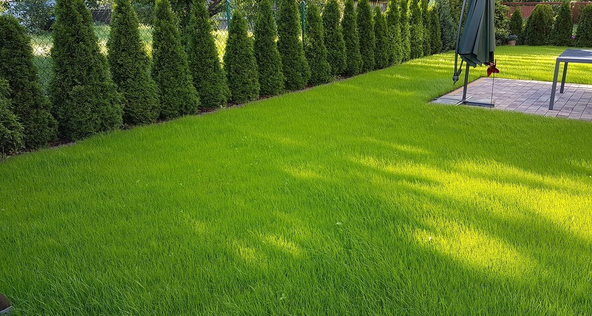 Dlaczego warto wybrać trawnik z rolki?