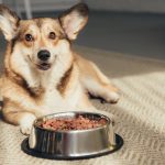 Sprawdź szeroką ofertę marki Fitmin i wybierz wartością karmę dla psa